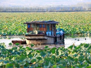 枣庄台儿庄、微山湖湿地动高2日