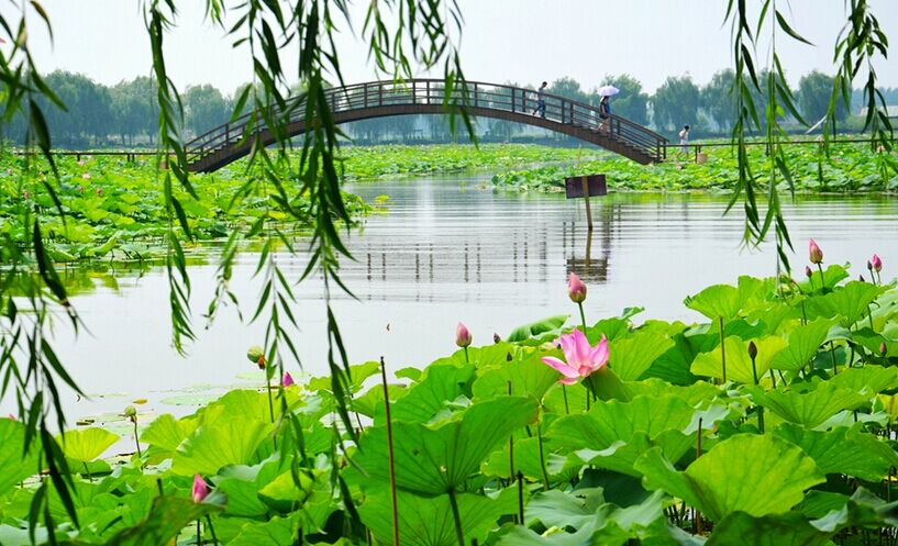 白洋淀荷花大观园,欢乐岛双汽2日**住淀上**赠河灯